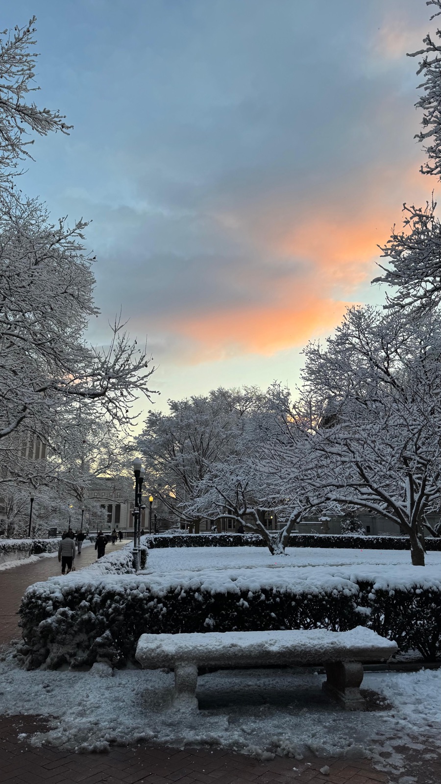 Snow-covered trees and bench on Columbia's campus at dusk
