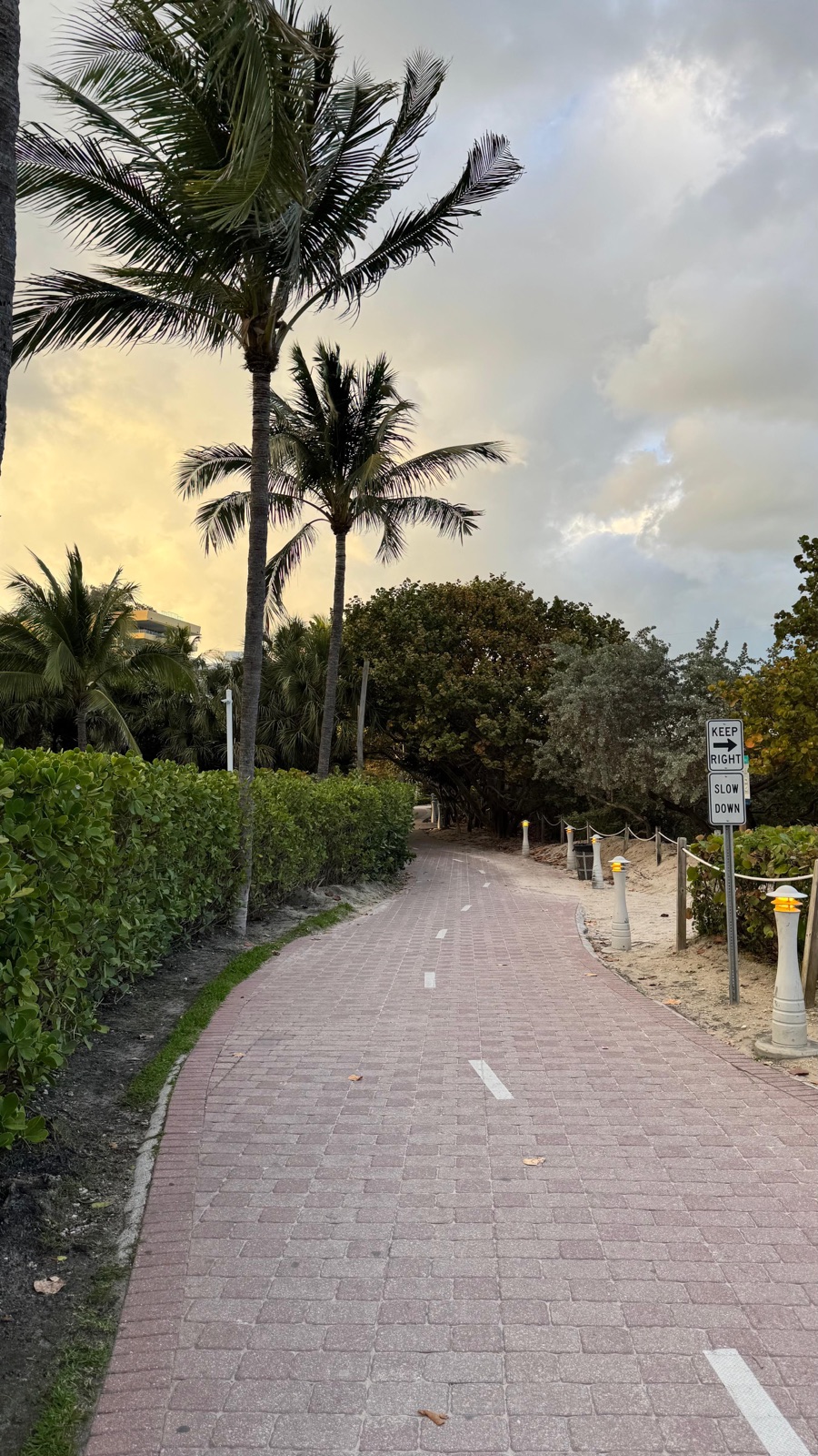 Palm-lined beachwalk in Miami at dawn